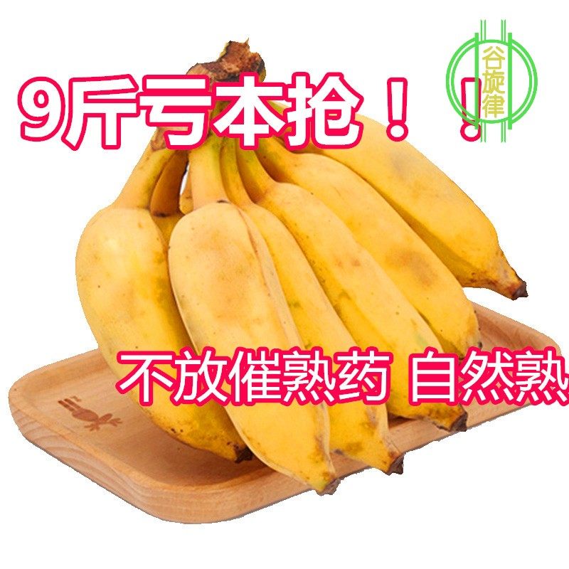 云南芭蕉香蕉现砍现发粉糯香甜新鲜当季孕妇水果自然熟无添加9斤