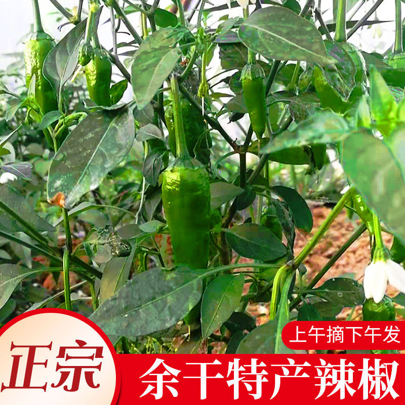 江西特产正宗余干辣椒农家新鲜现摘青辣椒枫树辣椒3斤