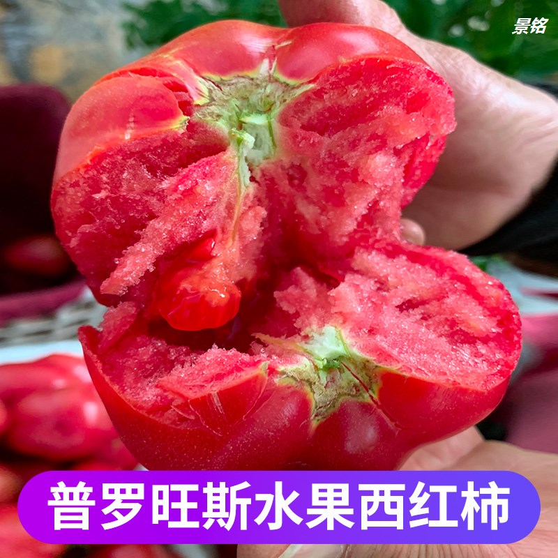 普罗旺斯西红柿新鲜自然熟水果番茄沙瓤生吃西红柿圣女果5斤