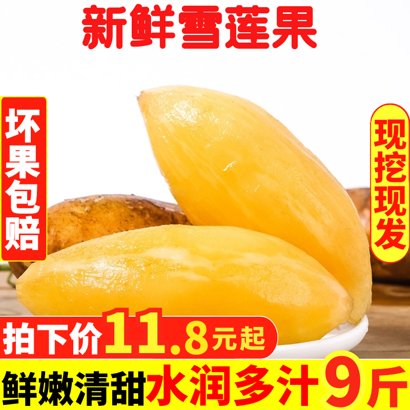 【现挖】净重9斤云南天山雪莲果新鲜包邮红泥沙黄心当季脆甜水果在类目 水产肉类/新鲜蔬果/熟食, 新鲜水果, 雪莲果中 - 来自Buy2taobao.com提供专业的淘宝代购服务
