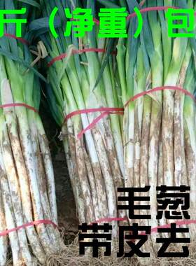 山东大葱新鲜五斤非河南东北章丘葱去半叶带皮带根毛葱安丘铁杆葱