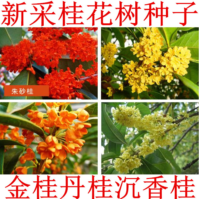 新采桂花种子桂花树丹桂朱砂桂籽