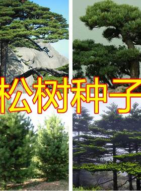 新采松树种子黄山松五针松黑松