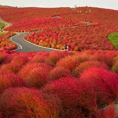 绿叶园林景观地肤植物种子