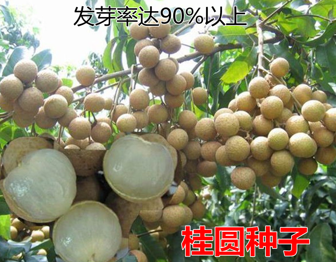 果树种子龙眼/桂圆种子果实多果粒大 耐寒品种果蔬种籽包邮