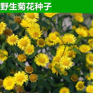 野菊花种子多年生野黄色菊花山坡路边野生花种籽子室外易活盆栽