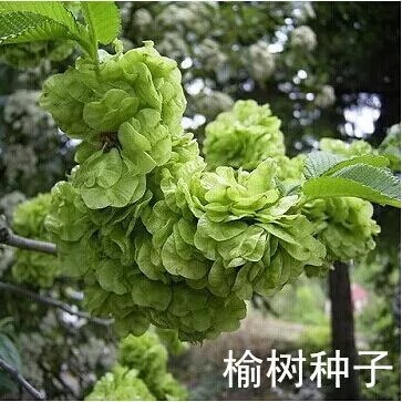 林木种子榆树种子白榆种子家榆榆钱树种子金叶榆榔榆种子