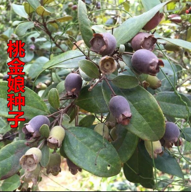桃金娘种子 哆尼仲尼山菍多莲当梨根桃舅娘当泥稔子树种子包邮