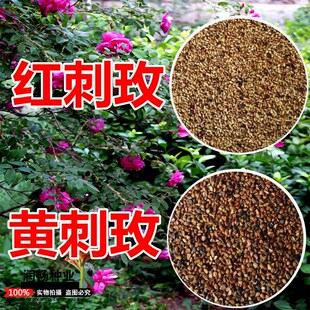 黄刺玫红刺玫种子带刺玫瑰花种子包邮园林绿化观赏开花当年新采种