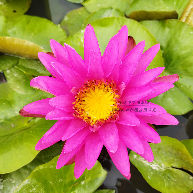 三亚粉色丝绸睡莲 热销睡莲 水生睡莲池塘庭院阳台盆栽花卉莲花