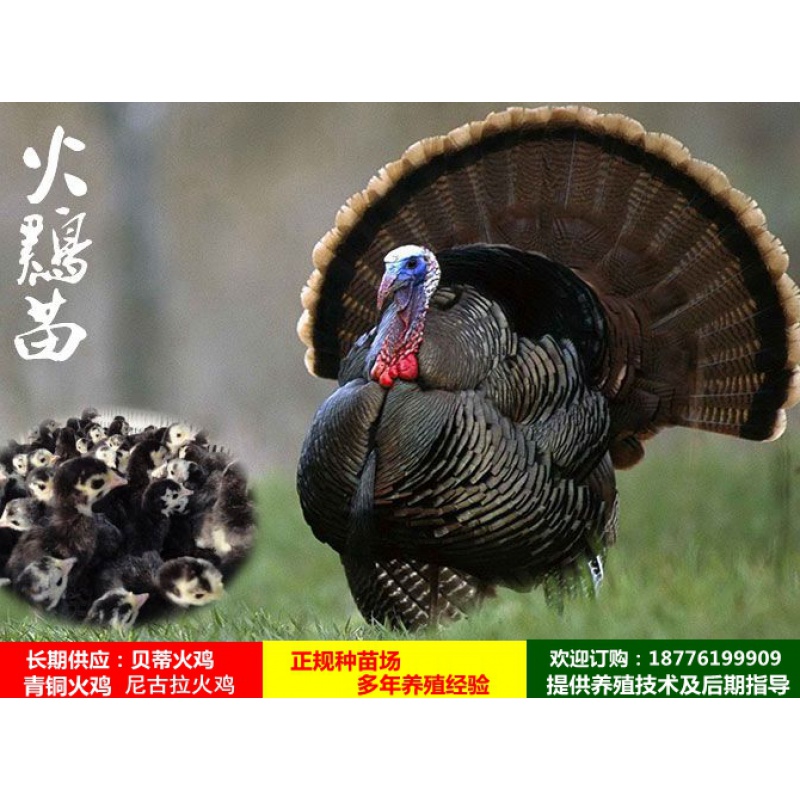 Thoroughbred Bettina turkey living thing Bronze turkey Nikolai turkey giant turkey Free range chickenin the Livestock/Aquaculture supplies , Livestock/Aquaculture Service , Livestock/Aquaculture Technical Services  category - from Buy2taobao.com to provide professional Taobao agent buy service