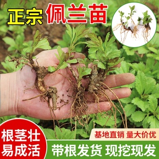 【南亩春耕】包邮佩兰苗佩兰盆栽现采中药草苗可食用香草盆栽绿植