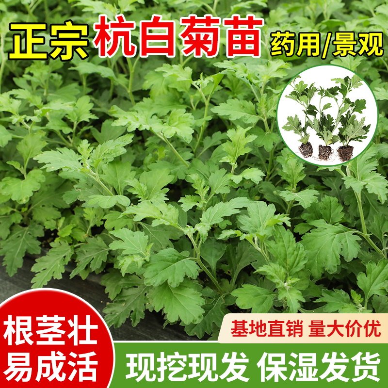 正宗可食用杭白菊种苗可泡茶茁壮天成中药材庭院阳台盆栽可种植