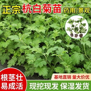 正宗可食用杭白菊种苗可泡茶茁壮天成中药材庭院阳台盆栽可种植