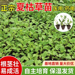 正宗夏枯草苗现挖现发鲜活中药材野生易活盆栽盆景带土当年开花