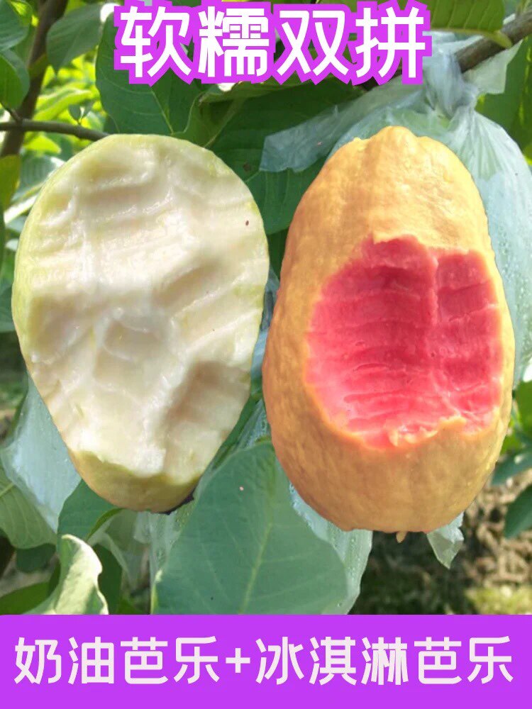 广西芭乐红白双拼5斤原产地新鲜现摘香甜软糯当季番石榴水果包邮