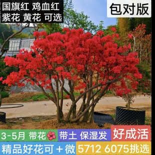 【包成活 带花苞】大别山映山红杜鹃花盆景庭院植物老桩黄花紫花
