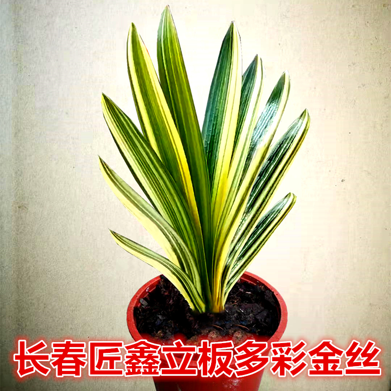 长春匠鑫精品君子兰立板多彩金丝彩兰油匠麻脸鸳鸯覆轮一线天小苗
