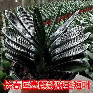 长春精品君子兰宽短叶圆头麻脸