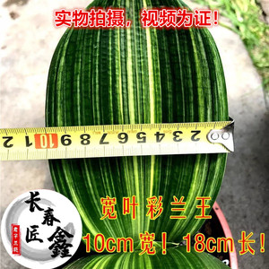 彩色君子兰圆头宽短叶和尚包邮