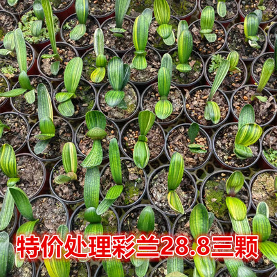 长春金丝彩色精品君子兰特价处理1年生3颗3-5片叶随机发好养易活