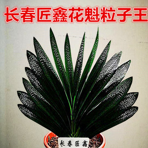 长春精品君子兰高端坑纹麻脸油匠