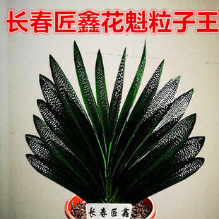 长春精品君子兰高端花魁粒子王坑纹麻脸油匠短叶花卉绿植盆栽小苗