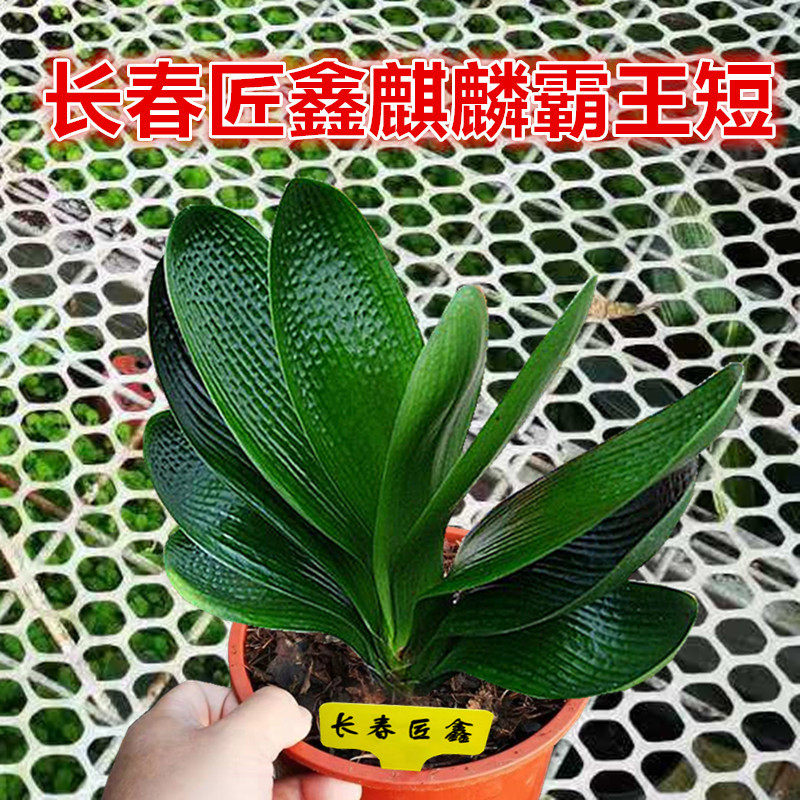 长春精品宽短叶花卉绿植