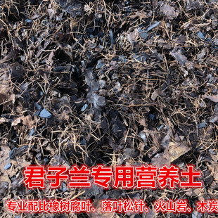 长春精品君子兰专用营养土橡树腐叶松针木炭防腐营养液小苗植物