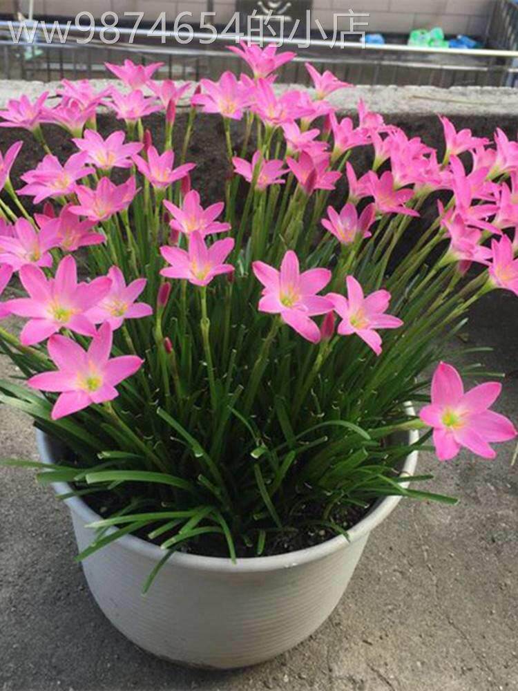 室外耐寒耐热四季开花植物冬天冻不死的葱兰韭兰庭院阳台盆栽花卉