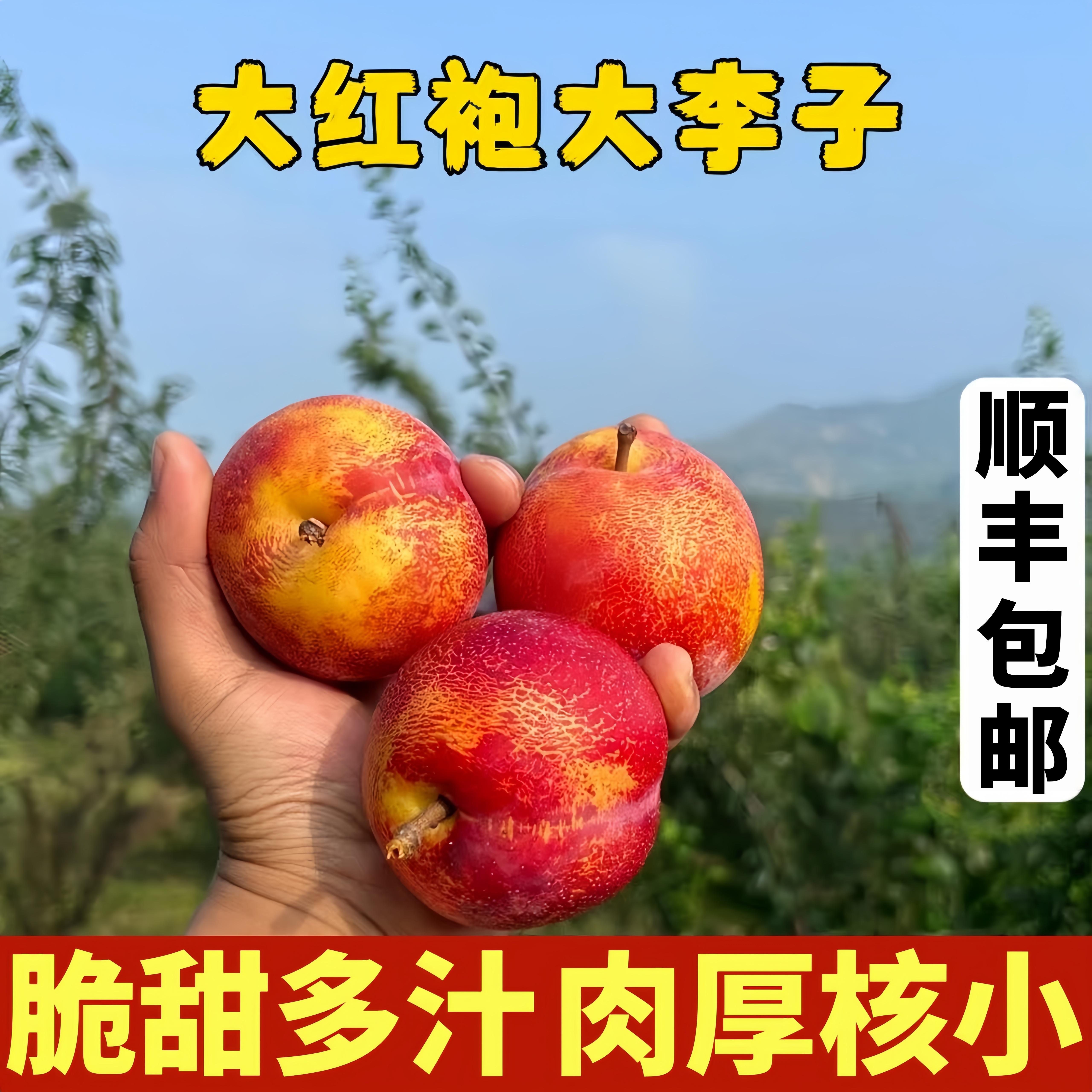 顺丰东北宝石大李子当季新鲜布林非红心三华芙蓉酸甜孕妇水果包邮