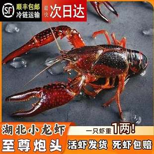 品鄂生鲜顺丰3斤超大1两虾鲜活小龙虾特大虾炮头新鲜稻田虾活体虾
