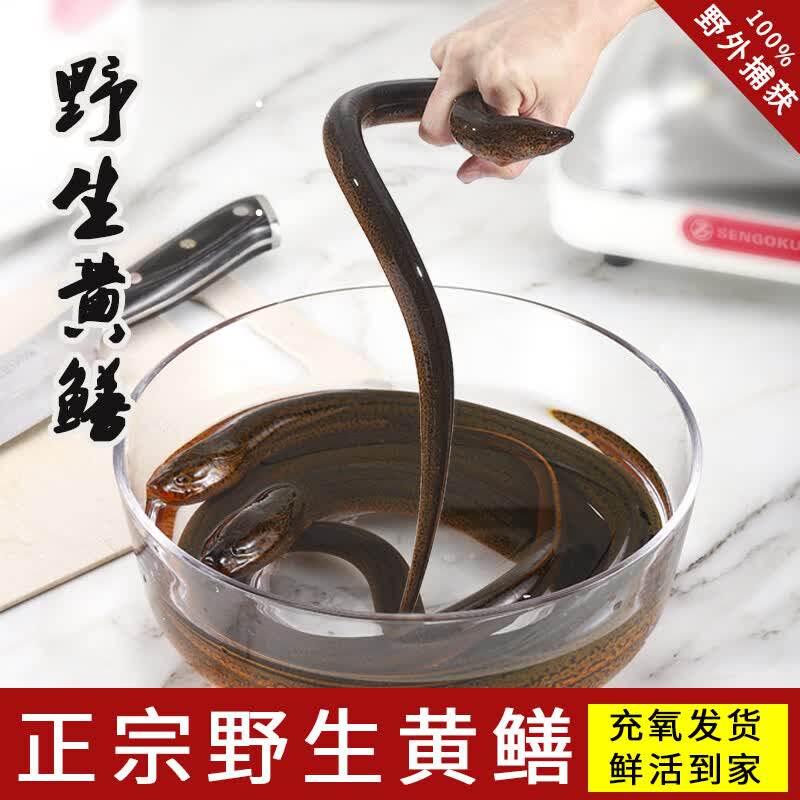 品鄂生鲜顺丰空运野外捕捞黄鳝鱼可现杀去骨活体发货鳝鱼丝鳝鱼段