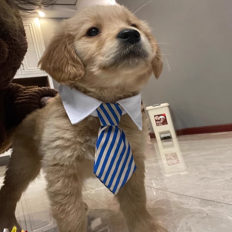 狗狗领结小型犬柯基泰迪金毛项圈衣服宠物拍摄道具猫咪蝴蝶结领带