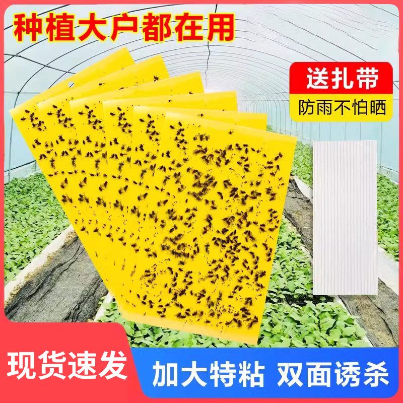 粘虫子神器粘虫板双面诱虫黄板蛾蠓蓟马小黑飞虫果树大棚园粘蝇纸