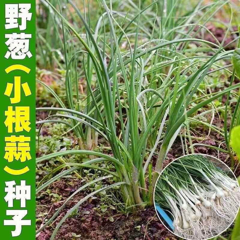 薤白种子种野山小根种子蒜葱山蒜子耐寒家庭庭院栽培蔬菜种子四季