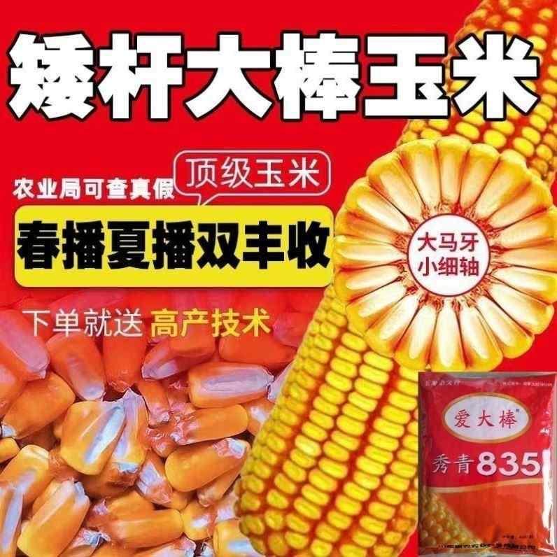 原装秀青大全正品玉米种子835优质矮杆抗病抗旱大棒王高产农科院