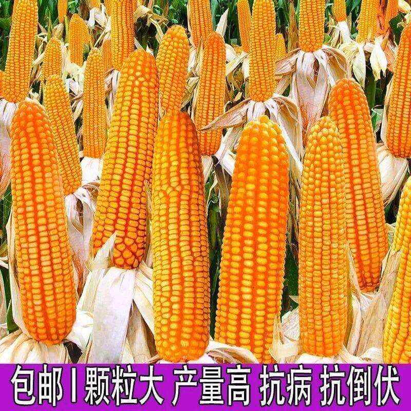 618矮杆抗倒秋乐玉米高产玉米种子大田春夏播白轴杂交玉米种子