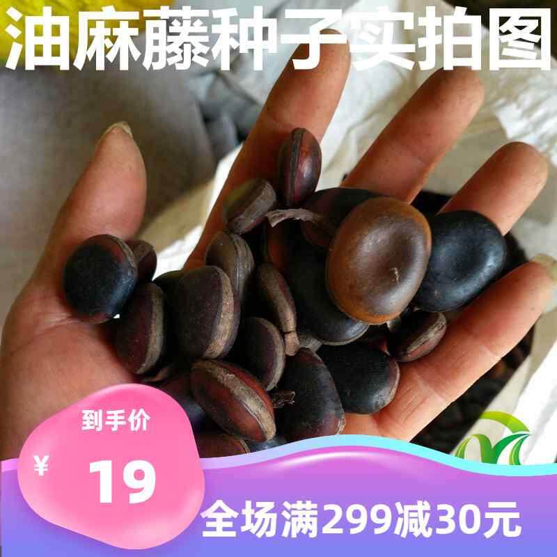 种子油麻//油麻常绿藤藤藤牛马/大血藤/四季常青藤本植物