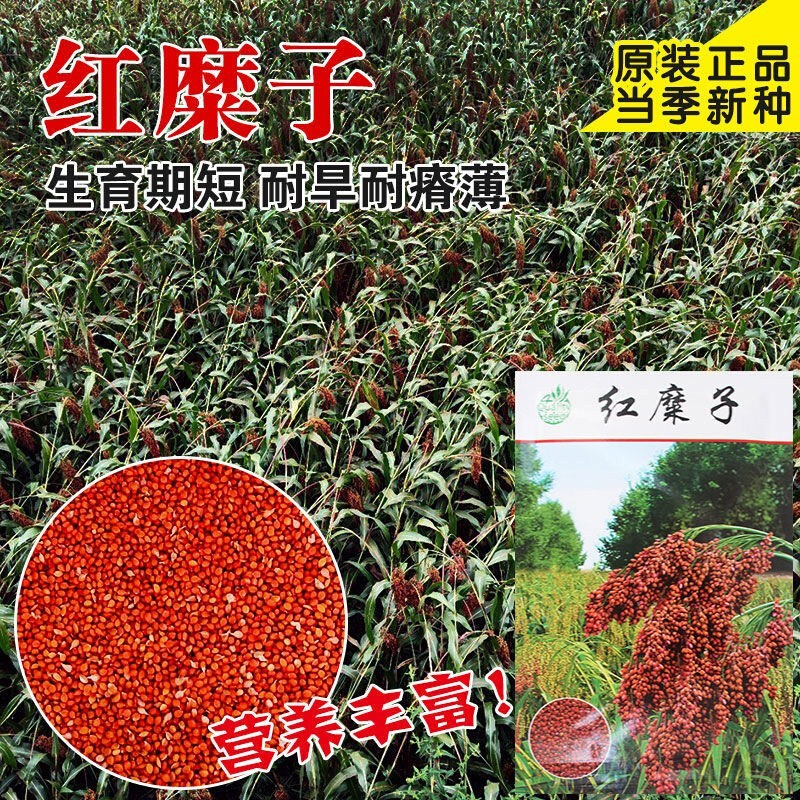 【24小时发货】红大黄种子糜子红粘米米种子扫把笤帚糜子黍子种子