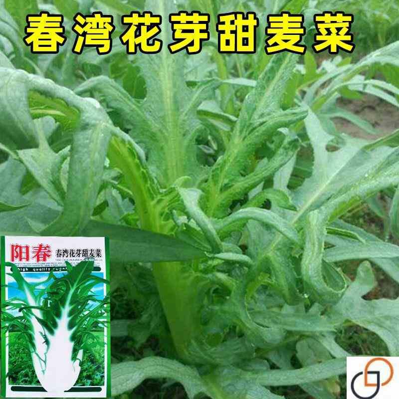 花芽唛菜种籽博白花芽菜春湾唛菜种子甜麦甜脆苦麦菜籽种蔬菜种孑