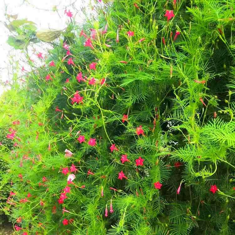花阳室内外种子花卉羽叶茑萝庭院台盆栽爬藤攀援植物四季开花籽孑