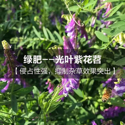 果园绿肥光叶紫花苕种子长柔毛野豌豆毛苕子养蜂蜜源植物牧草种子