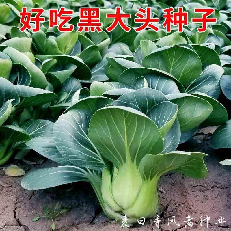 黑大头苏州青油菜种秋冬耐寒子黑油上小白菜海青种籽农家菜园蔬菜