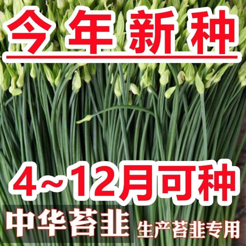 【割完又长】韭苔种苔多年韭王耐高温子夏季生四季韭菜蒜苔