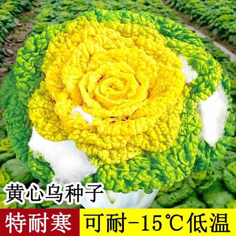 黄心乌菜种种子种籽孑金花乌塌雪里蔬菜青菜白菜黑菜乌塔菜籽大全