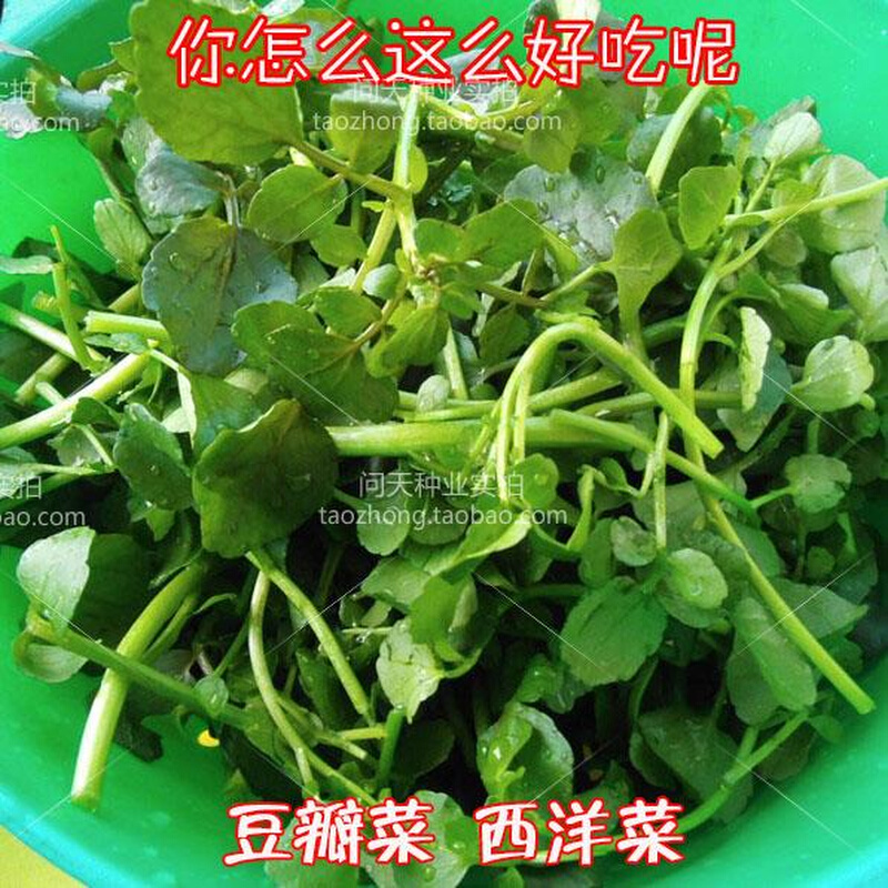 【西洋菜种子】豆瓣蔬菜菜被种子超及 称为种子  野菜种子 四季播