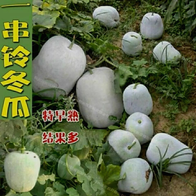 高产一串铃冬瓜种子四季白皮小冬瓜粉皮庭院菜园阳台大田蔬菜种子