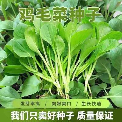 鸡毛菜种子种籽四季上海包邮青梗菜青小青菜菜籽莱油菜久盈种业