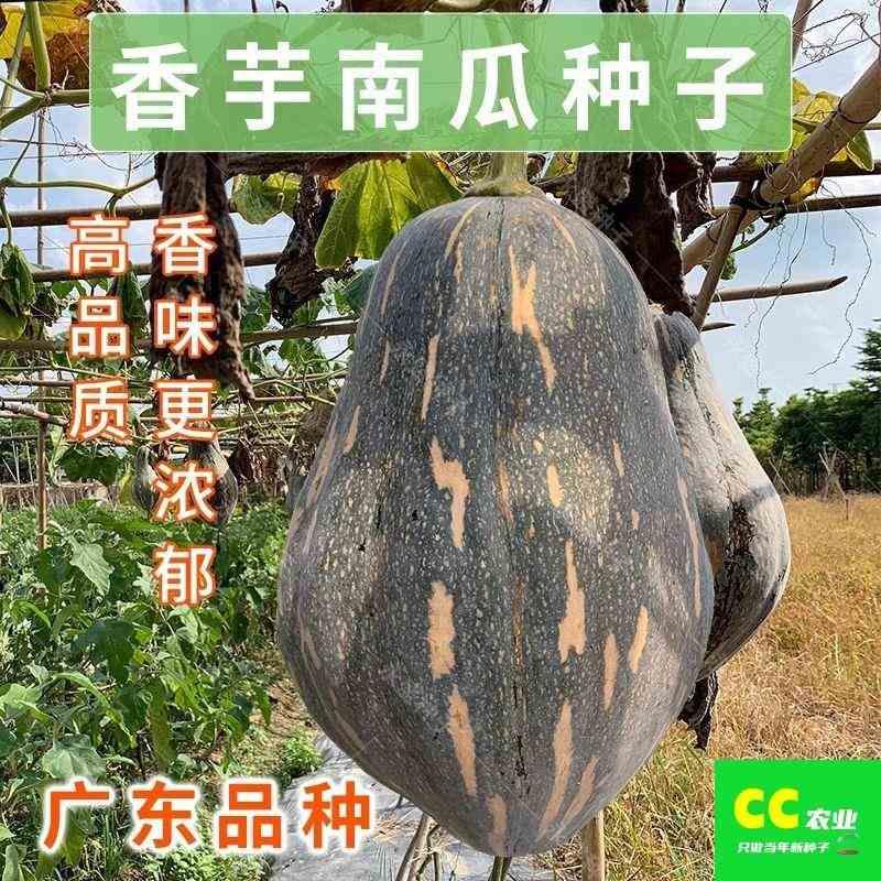 香芋南瓜种子正宗芋甜糯早熟孑南瓜头种板栗春秋浓香南爪种籽蔬菜